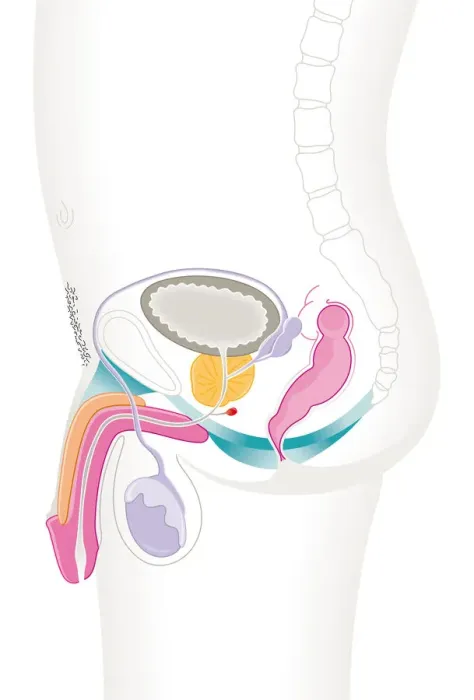 Framed Print : Digital cross section illustration of male reproductive system Framed Print : Digital cross section illustration of male reproductive system