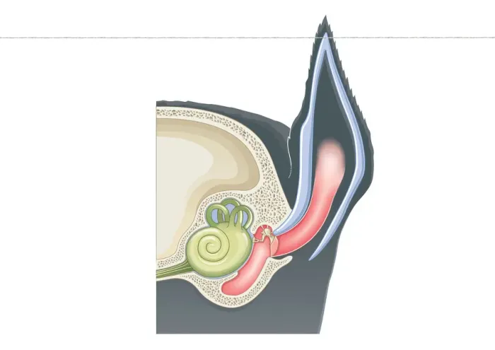 Framed Print : Digital cross section illustration of mammalian ear including pinna, ear drum, middle ear Framed Print : Digital cross section illustration of mammalian ear including pinna, ear drum, middle ear