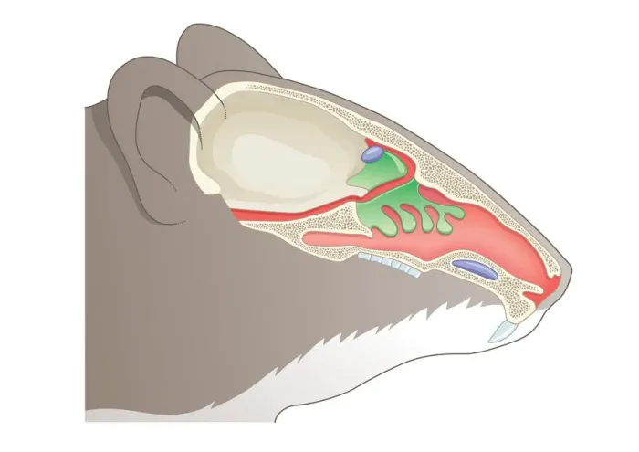 Framed Print : Digital cross section illustration of olfactory system of House Mouse (Mus musculus) Framed Print : Digital cross section illustration of olfactory system of House Mouse (Mus musculus)