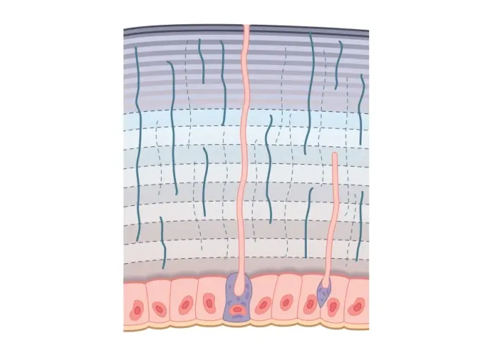 Framed Print : Digital cross section illustration of procuticle divided into hardended exocuticle with many compacted fibres, more flexible endocuticle, and dermal glands in epidermis producing chemical repellents to deter predators