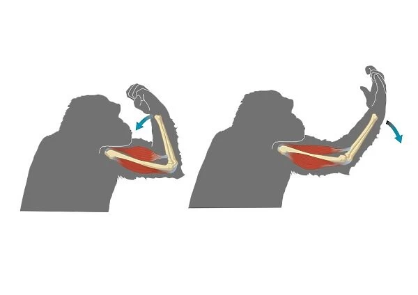 Digital cross section illustration showing flexion (left) and extension (right) in gorilla forelimbs