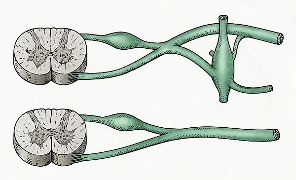 Digital cross section illustration of sympathetic and parasympathetic nerves