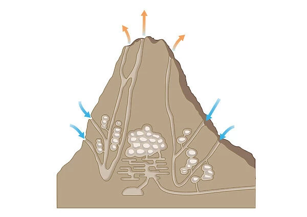 Digital cross section illustration of ventilation system inside termite mound