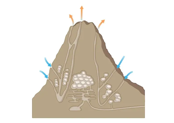 Framed Print : Digital cross section illustration of ventilation system inside termite mound Framed Print : Digital cross section illustration of ventilation system inside termite mound