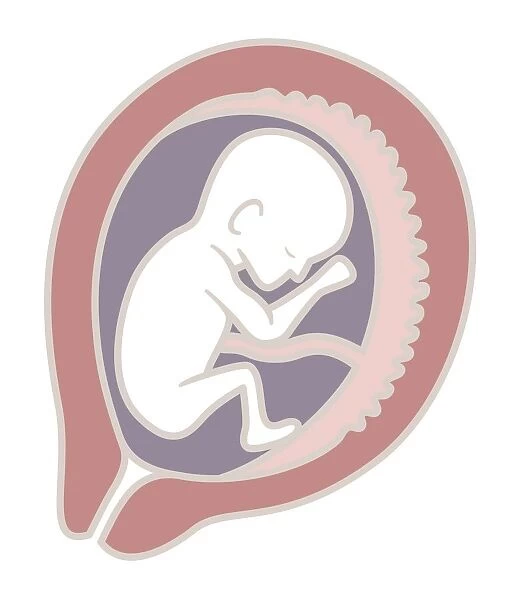 Digital illustration of 16 week old human foetus in uterus