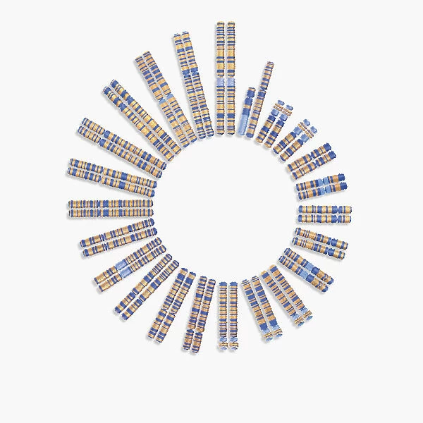 Digital illustration of 22 pairs of chromosomes plus one sex pair