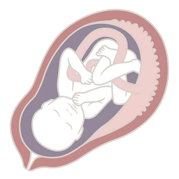 Digital illustration of 32 week old human foetus in uterus
