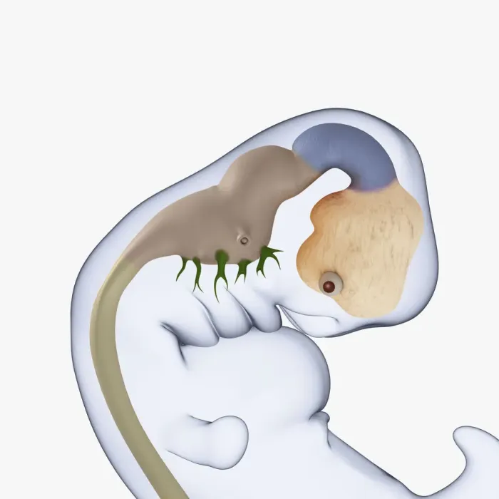 Framed Print : Digital illustration of 7 week old human embryo Framed Print : Digital illustration of 7 week old human embryo
