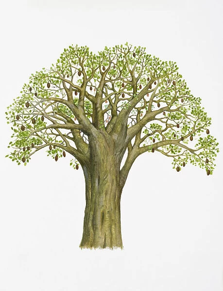 Digital illustration of Adansonia digitata (Baobab), with abundance of green leaves and brown fruits on brabches