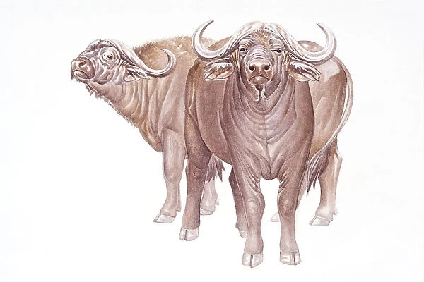 Digital illustration of two African Buffalo (Syncerus caffer), large, horned bovids