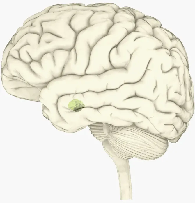 Framed Print : Digital illustration of amygdala in human brain Framed Print : Digital illustration of amygdala in human brain