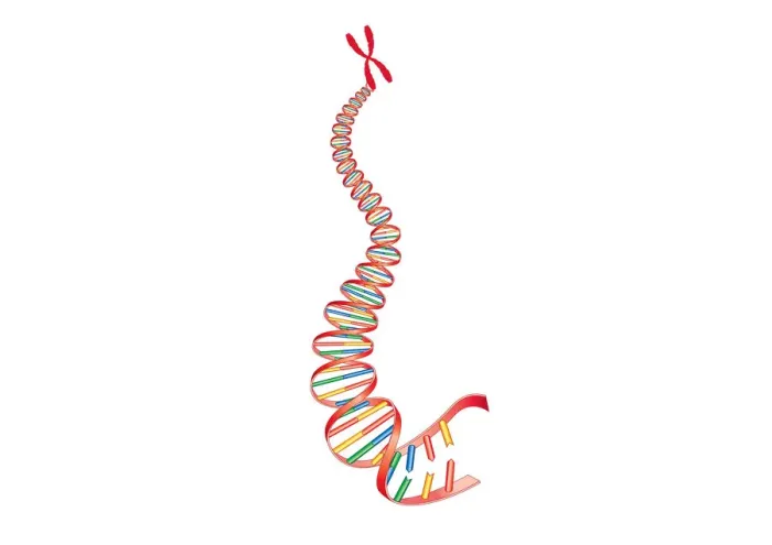 Framed Print : Digital illustration of animal DNA and chromosome Framed Print : Digital illustration of animal DNA and chromosome