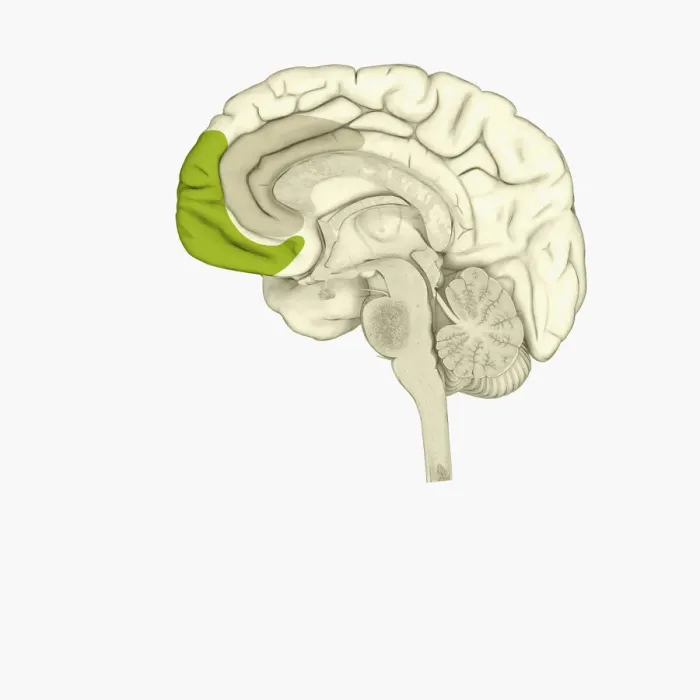 Framed Print : Digital illustration of anterior cingulate cortex (grey), and medial frontal cortex (green) in human brain