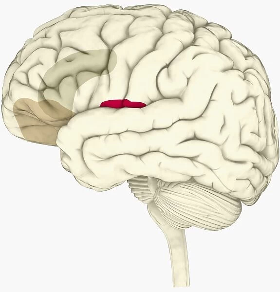 Digital illustration of anterior insular, anterior cingulate cortex, and ventromedial prefrontal cortex highlighted in human brain