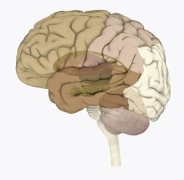 Digital illustration of areas associated with memory in human brain