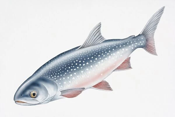 Digital illustration of Artic Char (Salvelinus alpinus), both a freshwater and salt water fish