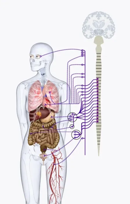 Framed Print : Digital illustration of autonomic nervous system responsible for automatic body functions