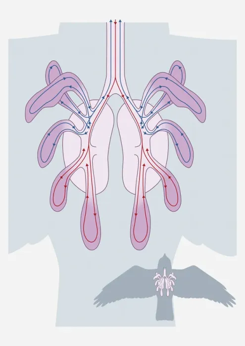 Framed Print : Digital illustration of avian respiratory system Framed Print : Digital illustration of avian respiratory system