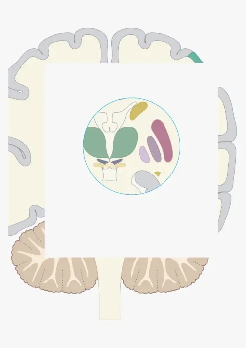 Framed Print : Digital illustration of basal ganglia Framed Print : Digital illustration of basal ganglia