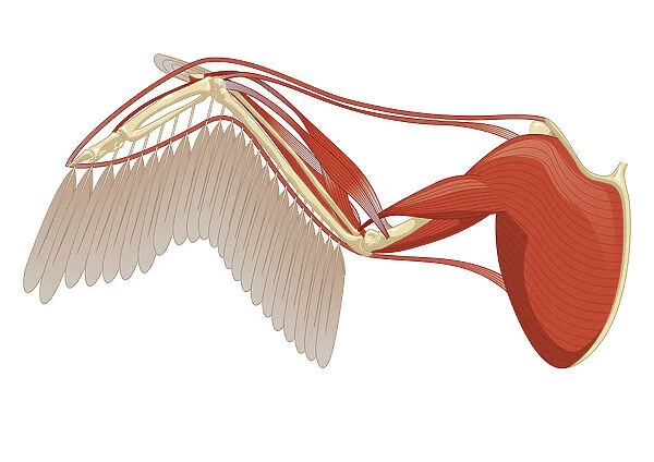 Digital illustration of bird wing showing muscle, primary, and secondary feathers