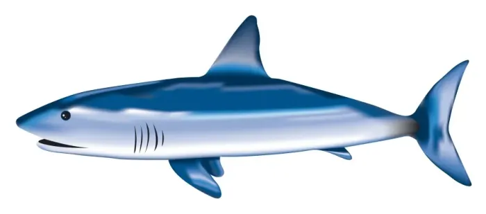 Framed Print : Digital illustration of Blue Shark (Prionace glauca) Framed Print : Digital illustration of Blue Shark (Prionace glauca)