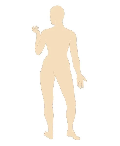 Digital illustration of body shape of naked adult woman, rear view