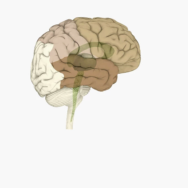 Digital illustration of brain areas involved in altered states