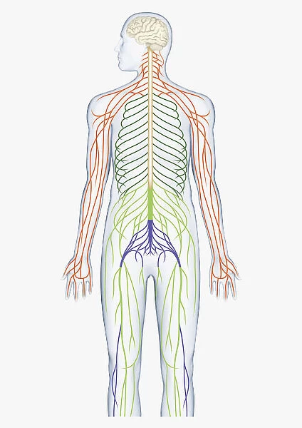 Digital illustration of brain connected to spinal nerves branching out from spinal cord
