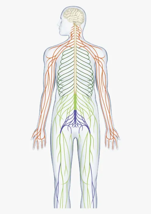 Framed Print : Digital illustration of brain connected to spinal nerves branching out from spinal cord Framed Print : Digital illustration of brain connected to spinal nerves branching out from spinal cord