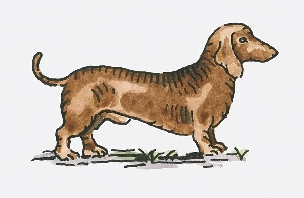Digital illustration of brown Dachshund