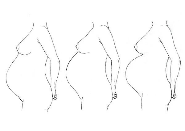 Digital illustration of bump position during pregnancy