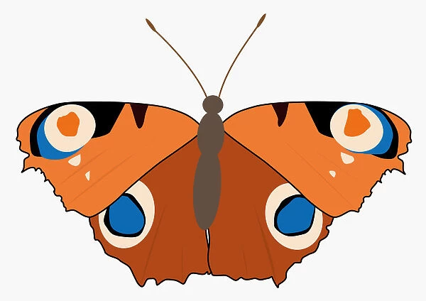 Digital illustration of butterfly with spread wings