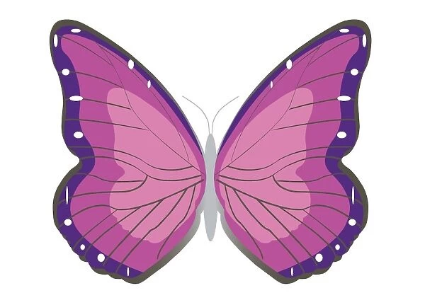 Digital illustration butterfly with spread wings