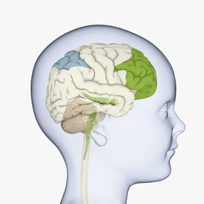 Framed Print : Digital illustration of childs head in profile highlighting parts of brain Framed Print : Digital illustration of childs head in profile highlighting parts of brain
