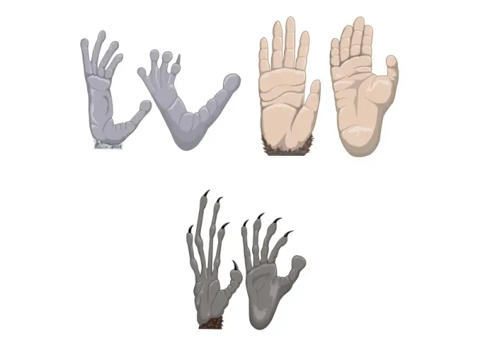 Framed Print : Digital illustration of Chimpanzee, Aye-Aye, and Indri Lemur hands and feet Framed Print : Digital illustration of Chimpanzee, Aye-Aye, and Indri Lemur hands and feet