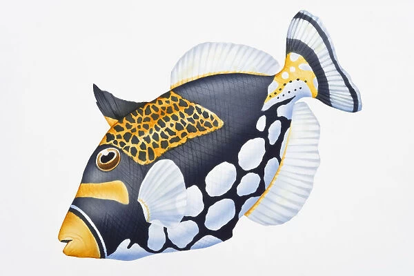 Digital illustration of Clown Triggerfish (Balistoides conspicillum), showing unique colouration