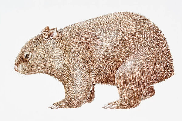 Digital illustration of Common Wombat (Vombatus ursinus)