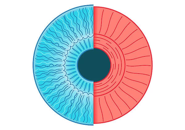 Digital illustration of constricted pupil of human eye