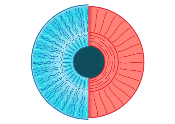 Framed Print : Digital illustration of constricted pupil of human eye Framed Print : Digital illustration of constricted pupil of human eye