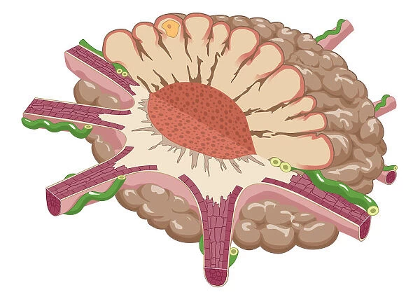 Digital illustration of contracted chromatophore showing densely packed pigment, and nerves controlling muscle fibres which alter pigment dispersal