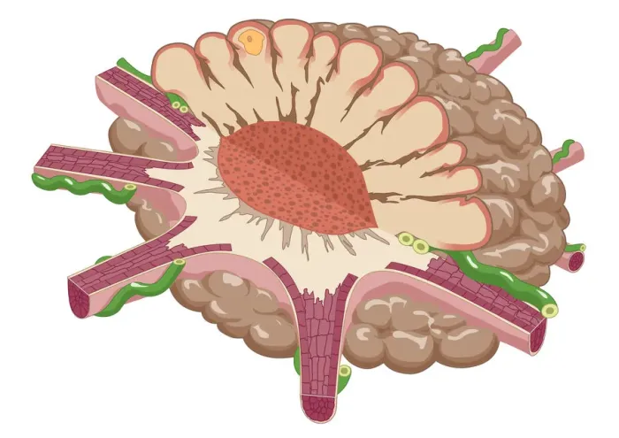 Framed Print : Digital illustration of contracted chromatophore showing densely packed pigment, and nerves controlling muscle fibres which alter pigment dispersal Framed Print : Digital illustration of contracted chromatophore showing densely packed pigment, and nerves controlling muscle fibres which alter pigment dispersal