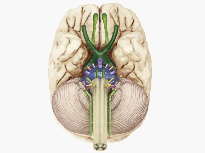 Framed Print : Digital illustration of cranial nerves linked to human brain Framed Print : Digital illustration of cranial nerves linked to human brain