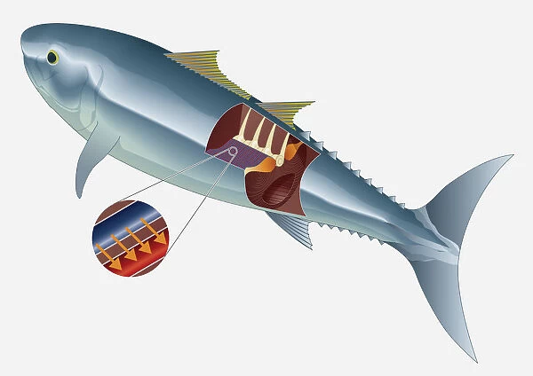 Digital illustration of deep muscle-tendon of Tuna