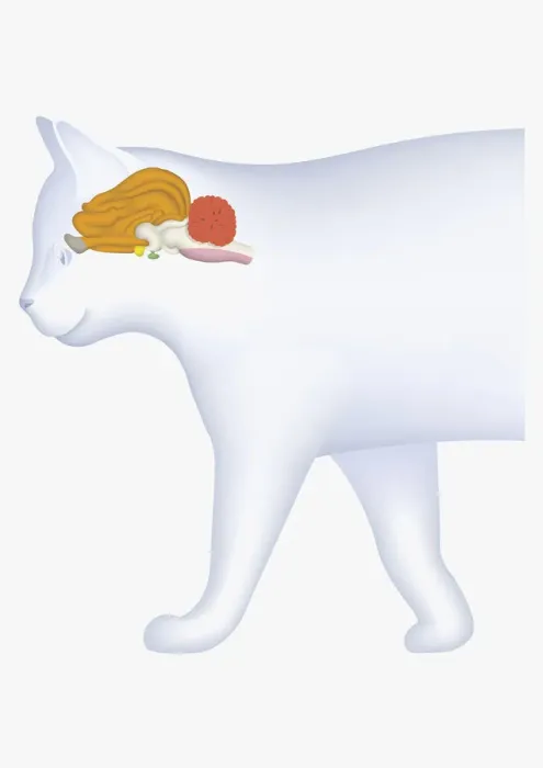 Framed Print : Digital illustration of domestic cat showing cerebellum highlighted in orange Framed Print : Digital illustration of domestic cat showing cerebellum highlighted in orange