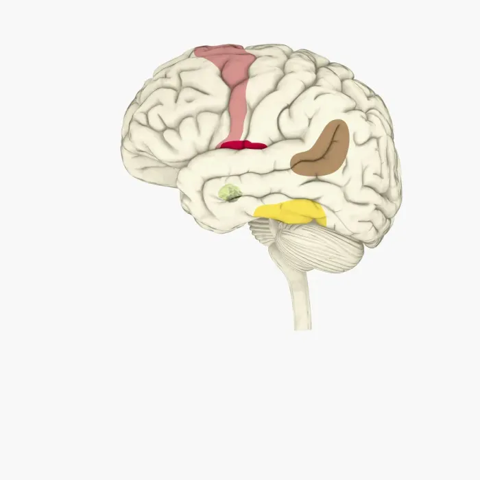 Framed Print : Digital illustration of emotional response areas in human brain
