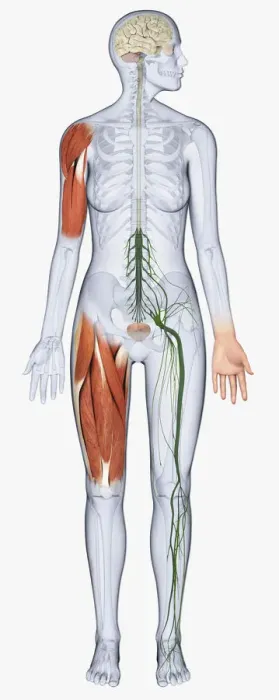 Framed Print : Digital illustration of female anatomy showing brain, muscles in arm and upper leg, nerves from spine to leg, and bladder