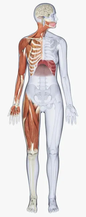 Framed Print : Digital illustration of female anatomy showing muscles of neck, arm, chest, diaphragm and upper leg Framed Print : Digital illustration of female anatomy showing muscles of neck, arm, chest, diaphragm and upper leg