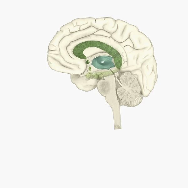 Digital illustration of female human brain
