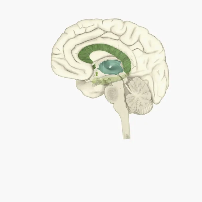Framed Print : Digital illustration of female human brain Framed Print : Digital illustration of female human brain