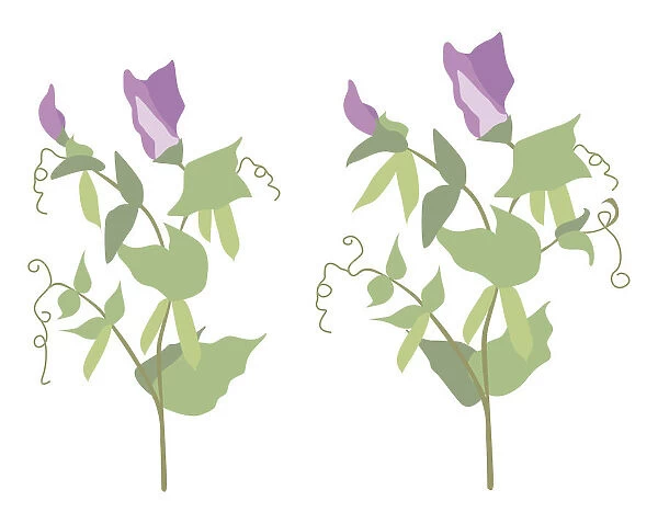 Digital illustration of flowering pea plants